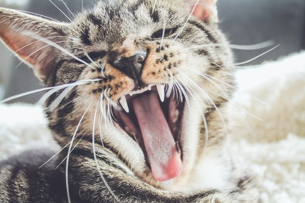 Comment faire la toilette à un chat agressif ?